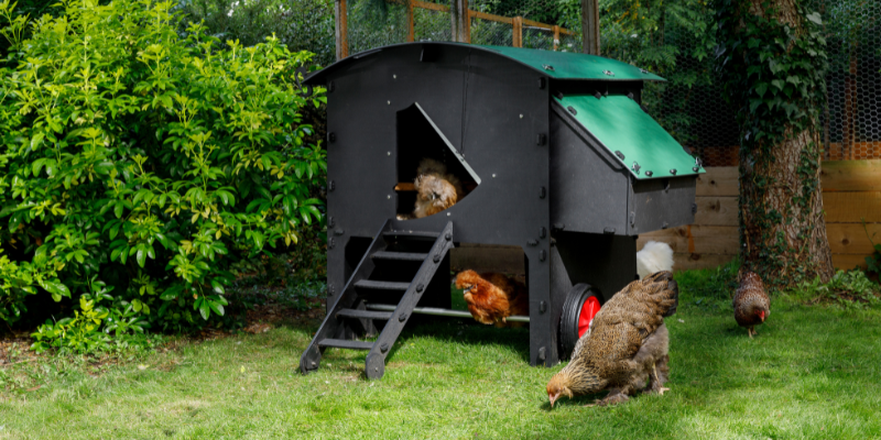 Where is the best place to put your coop