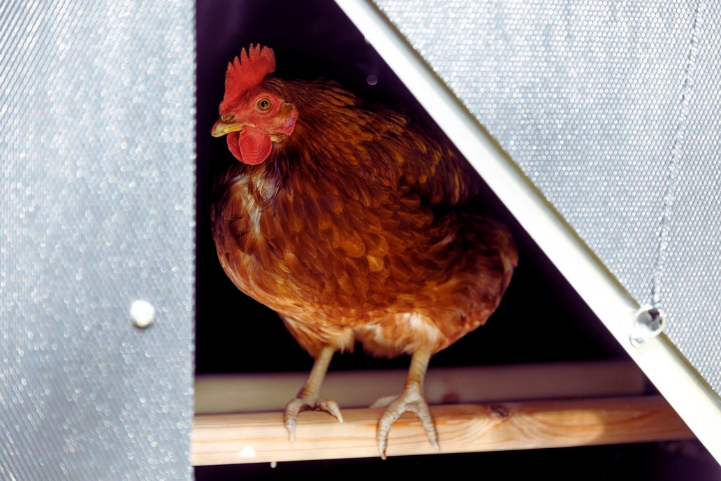 What is The Best Size Perch for Chickens?