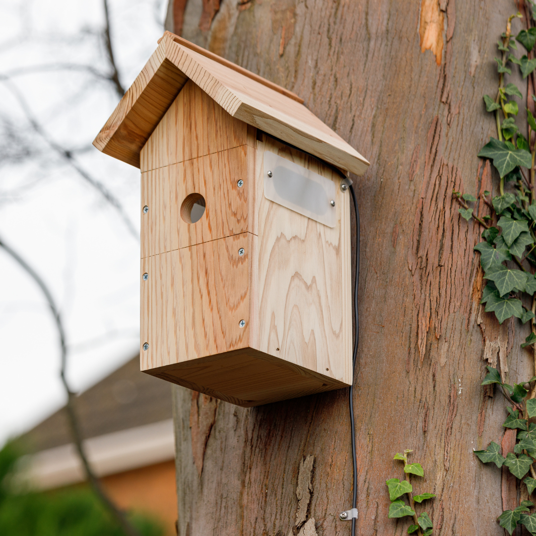 Bird Box Extension Where is The Best Place to Put My Bird Box?