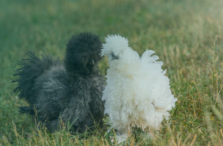 10 Brilliant New Year’s Resolutions for Chicken Keepers (As Written by Their Chickens)