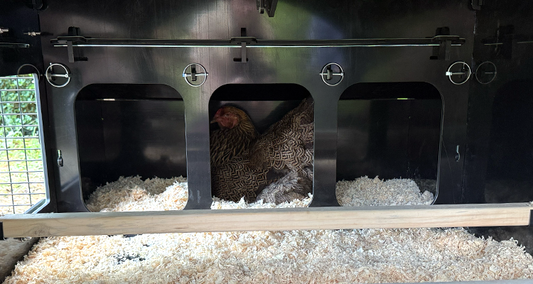 How to Make a Nestera Coop Perfect for a Broody Hen