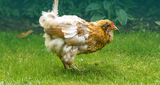 What’s Normal Feather Loss in Chickens? Causes, Concerns & What to Do