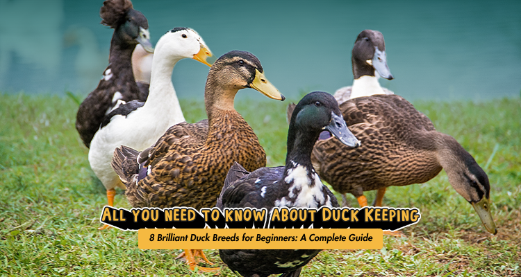 Best Duck Breeds for Beginners: 8 Easy Breeds