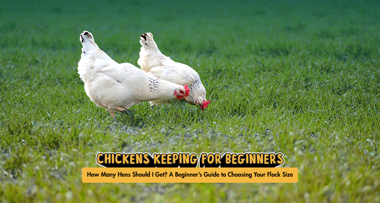 Hen Program Guide How Many Hens Should I Get? A Beginner’s Guide to Choosing Your Flock Size