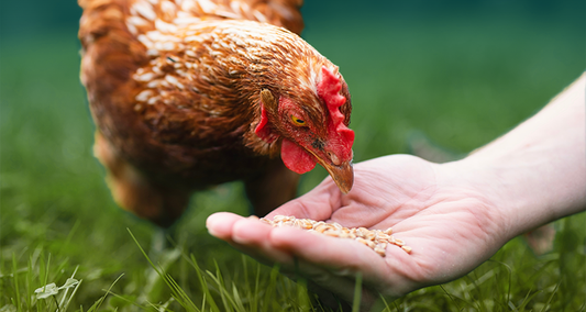 How to Feed Backyard Chickens Year-Round: Seasonal Diet Guide