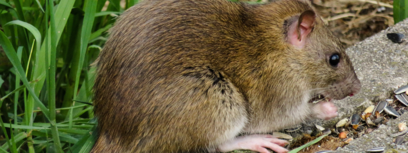 How do I stop wildlife from eating my chicken’s feed?