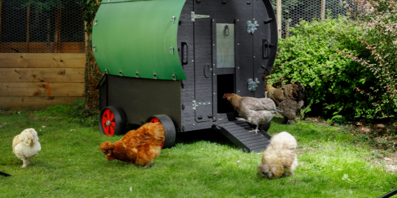 Why Won't my Chickens go Into Their Coop?