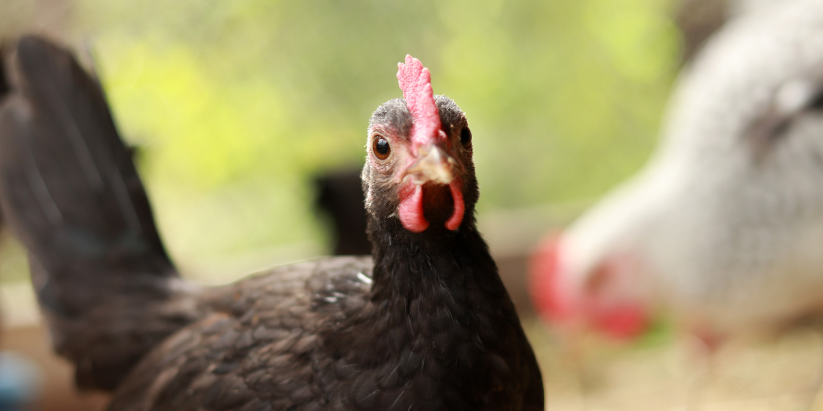 Debunking the Myth: Do Black Plastic Chicken Coops Get Too Hot in Summer?