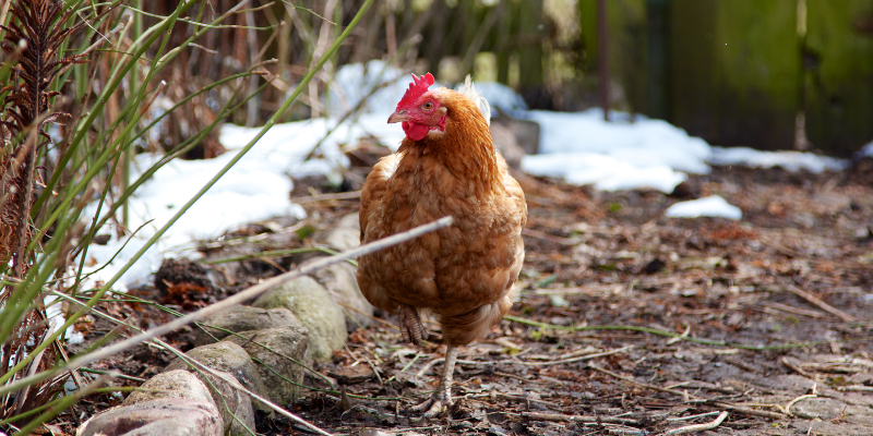 can-chickens-free-range-or-forage-in-winter