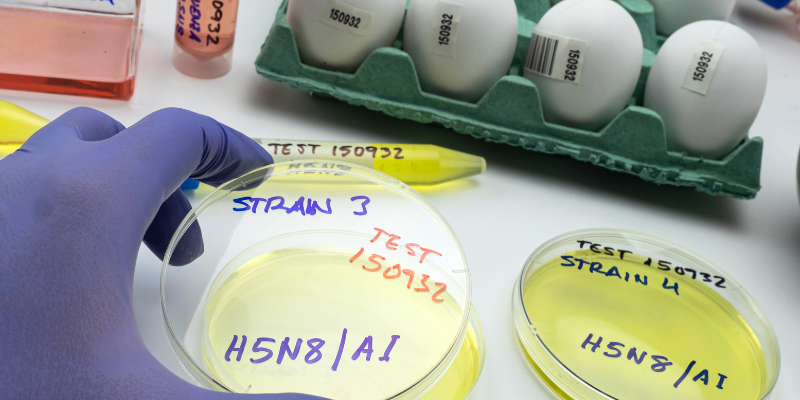 Where did bird flu go