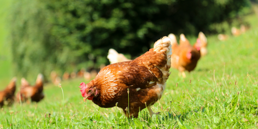 How to keep chickens on your allotment