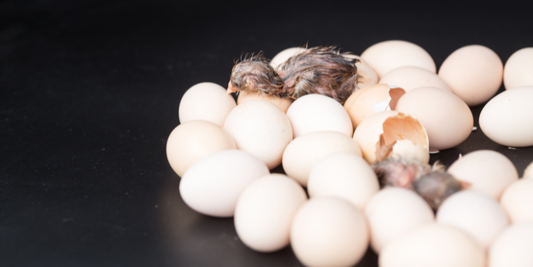 Can chicks hatch in Winter?