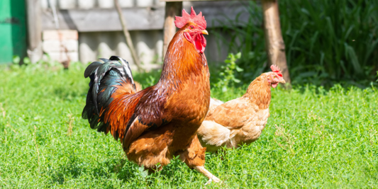 Are chickens happier with or without a rooster/cockerel?