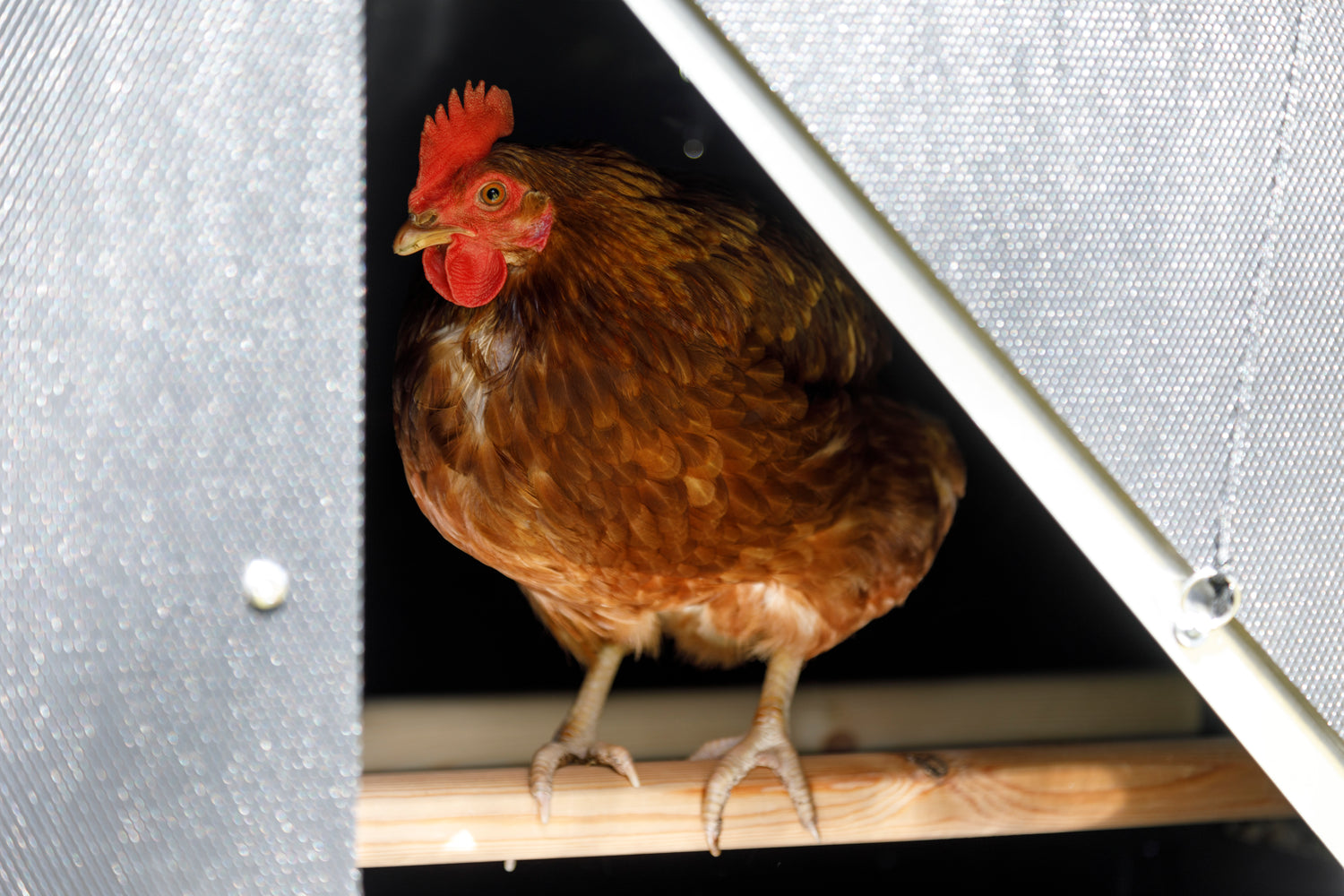 What Size Chicken Coop Do I Need? Nestera