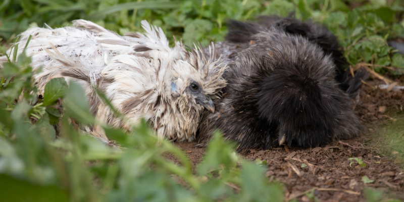 Why do chickens dust bathe