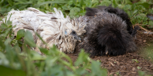 Why do chickens dust bathe