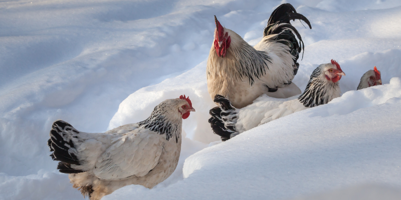 How do chickens keep warm in winter?