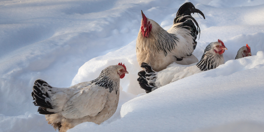 How do chickens keep warm in winter?