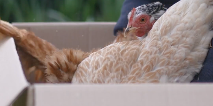 Moving Houses with Hens