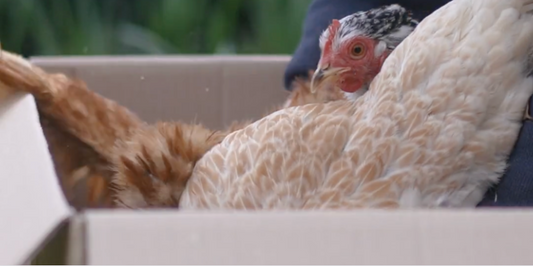 Moving Houses with Hens