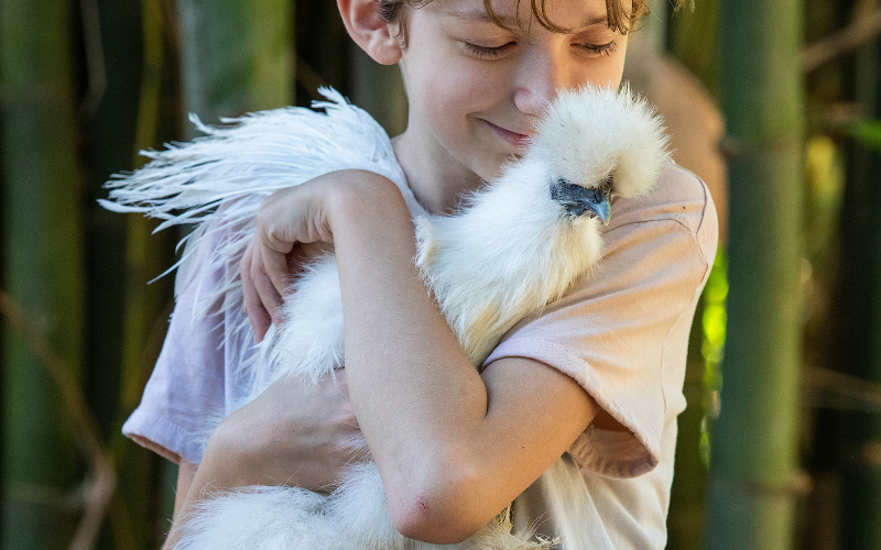 What ways do we anthropomorphise poultry?