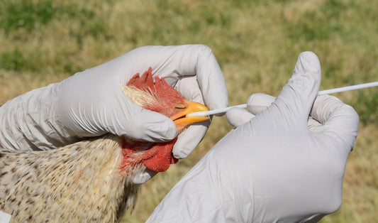 Bird Flu: The Risks to You & Your Family