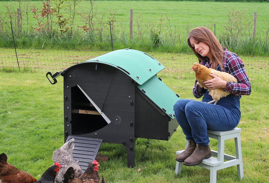 The Joy of Keeping Chickens - Damsons & Lavender Guest Blog