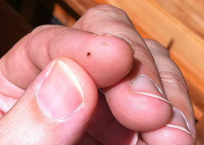 5 Tips to Avoid Red Mite