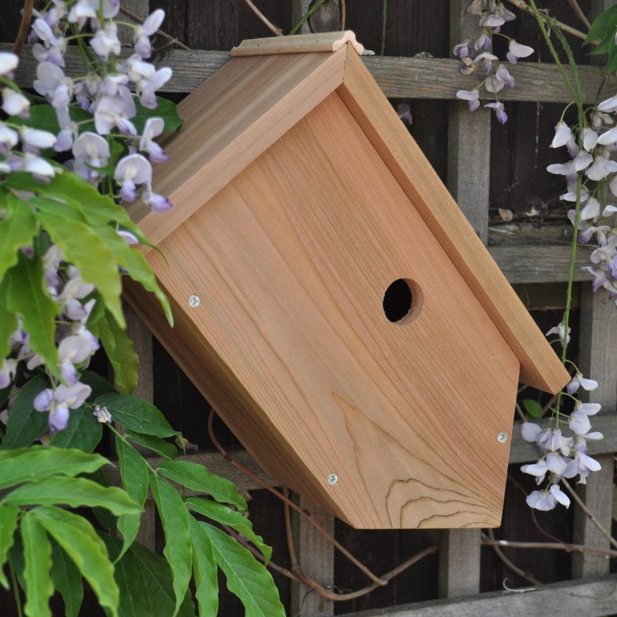 Where is The Best Place to Put My Bird Box?