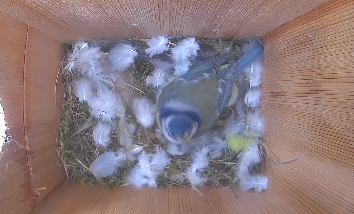 Bird box hot sale camera battery powered
