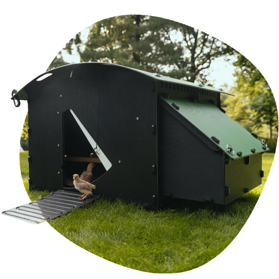 Which Plastic Chicken Coop is Right For You? Nestera