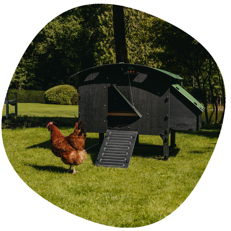Which Plastic Chicken Coop is Right For You? Nestera
