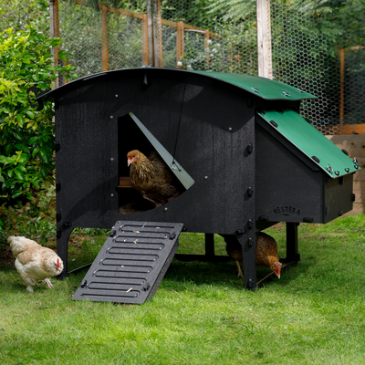 Chicken Coop